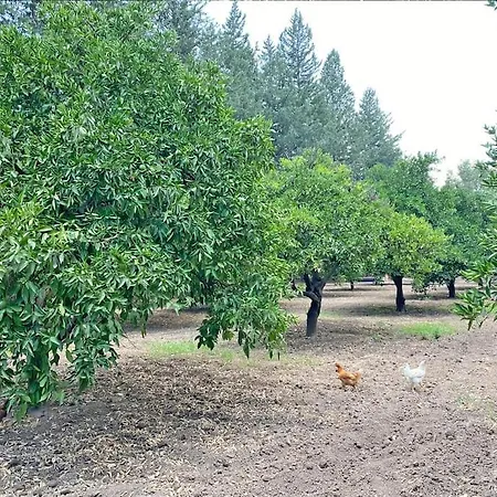 House With Orange Garden 4-6 Persons *
