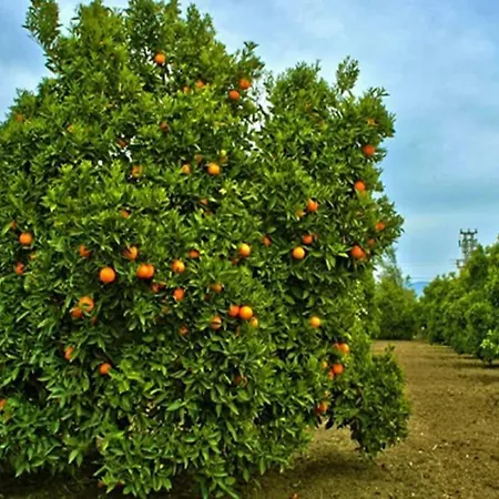 House With Orange Garden 4-6 Persons *